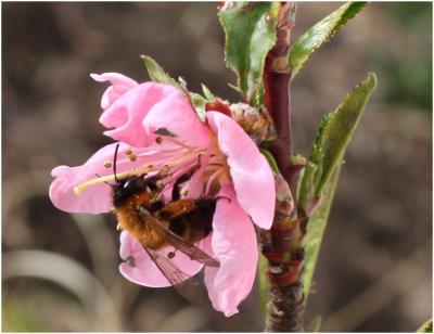 Sand Bee of the Genus <i>Andrena sp.</i>