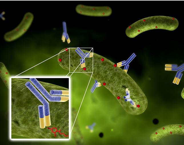Remodeling Bacterial Cell Surfaces to Recruit Antibodies