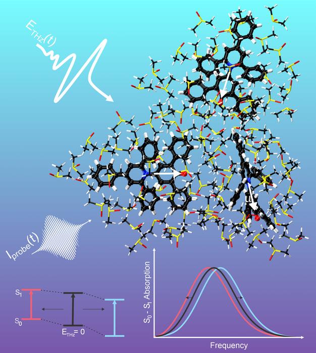 Molecular structure of dimethyl sulfoxide (DMSO)