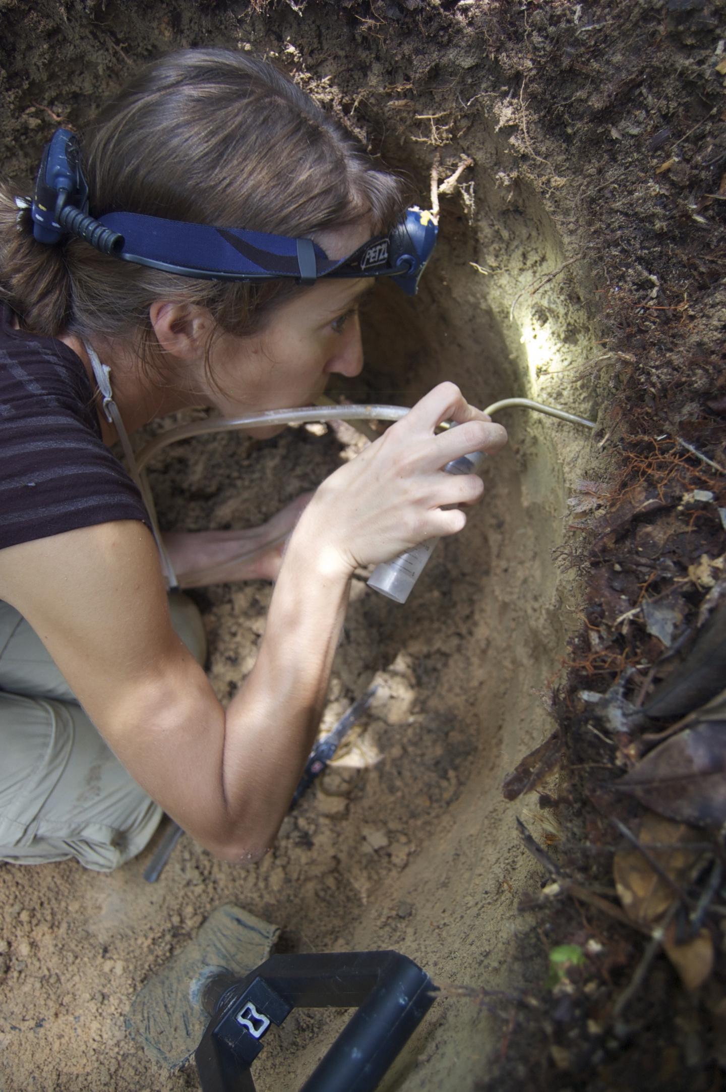 Lead Author Dr. Ana Jesovnik Collecting Ants