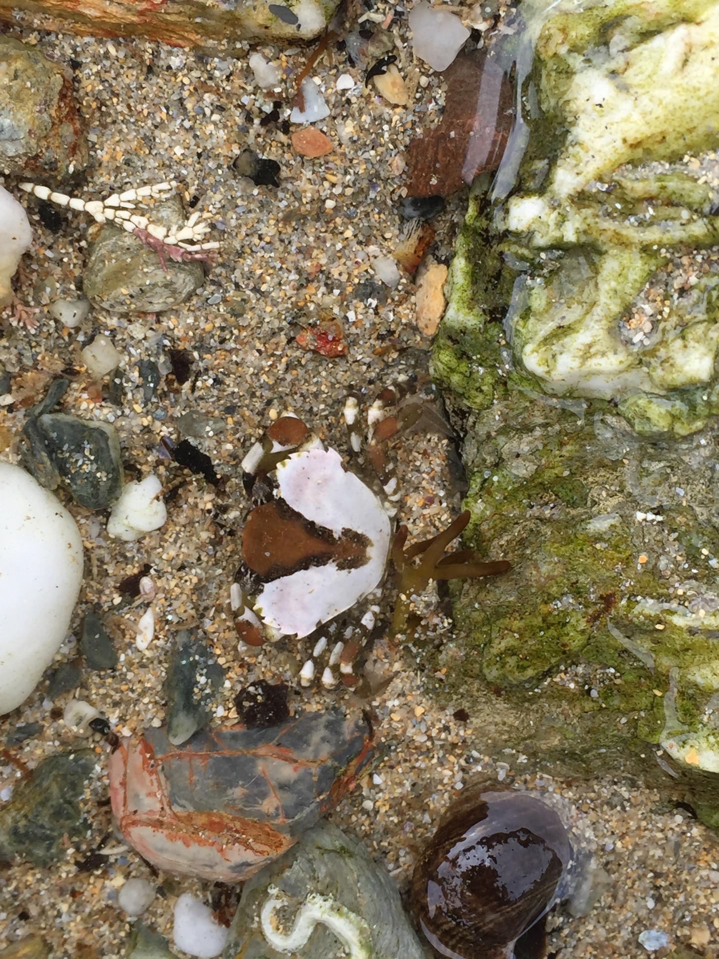 Dark Shore Crab With Rocks
