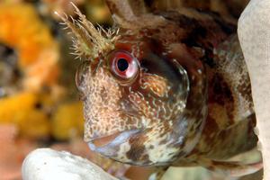 Tompot blenny (Parablennius gattorugine).