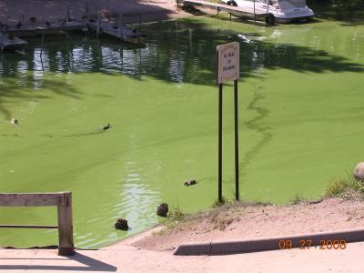 Algae Bloom in Mona Lake, 2008 (1 of 2)