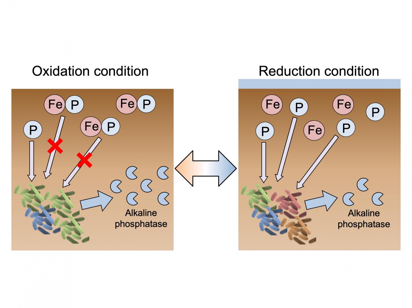 Alkaline Phosphatase Availability