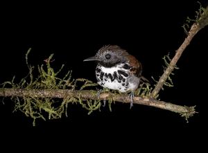 Spotted antbird