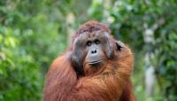 Wild Male Orangutan