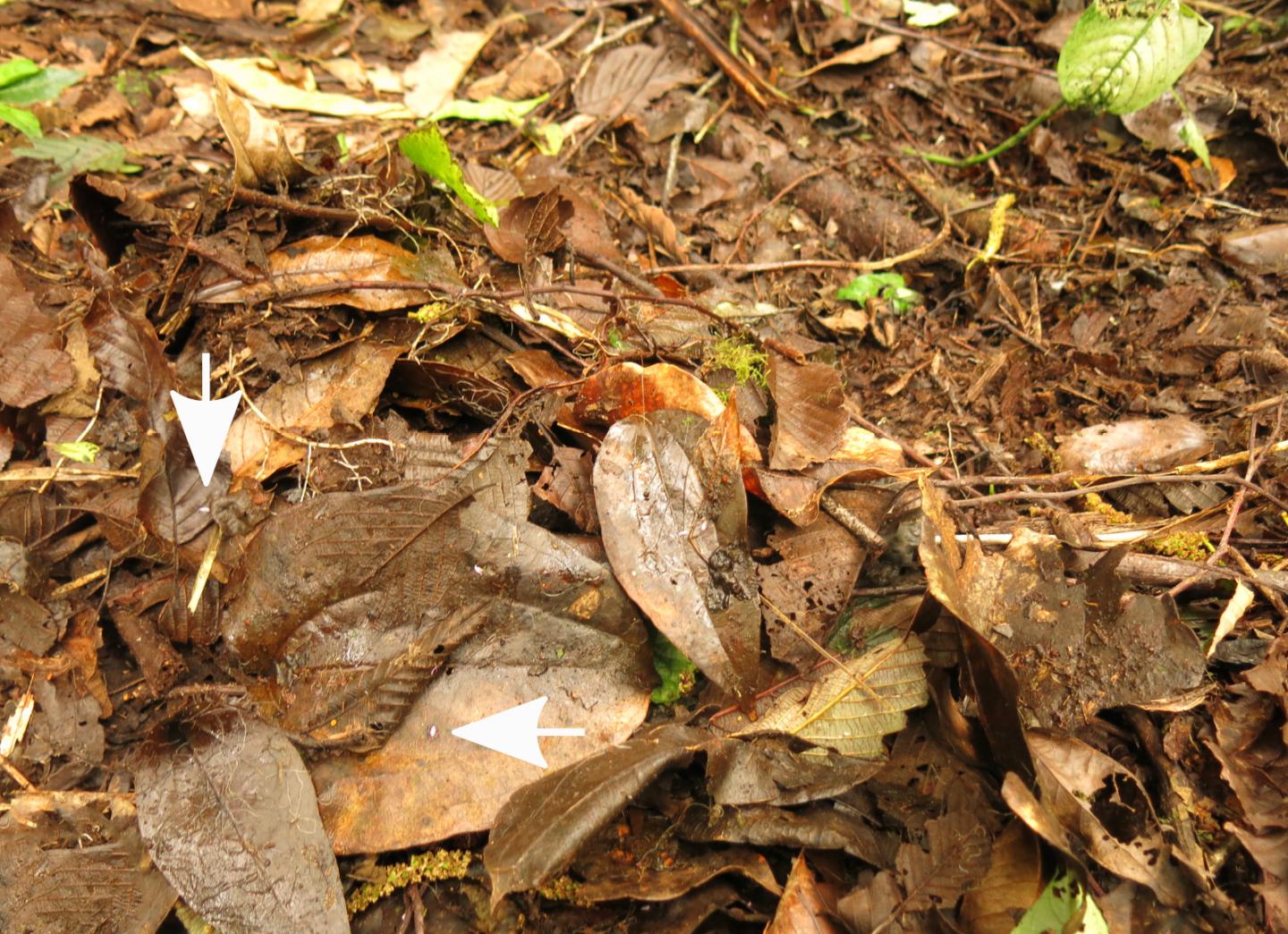 The New Species (<i>Carychium panamaense</i>) on Leaves