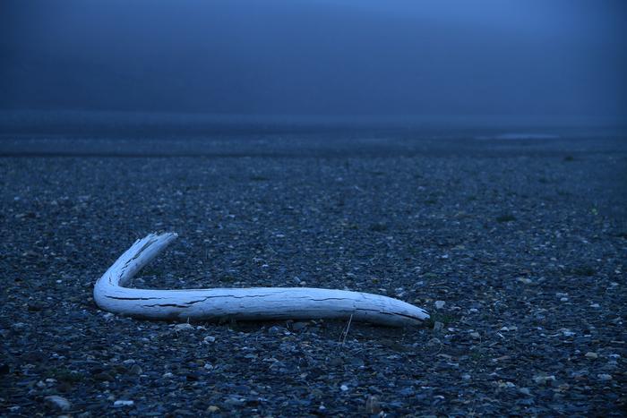 Wrangel Island tusk