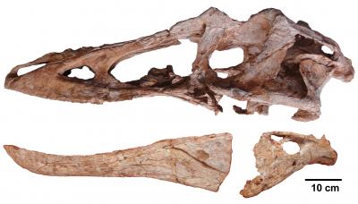<i>Qianzhousaurus</i> Skull