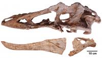 <i>Qianzhousaurus</i> Skull