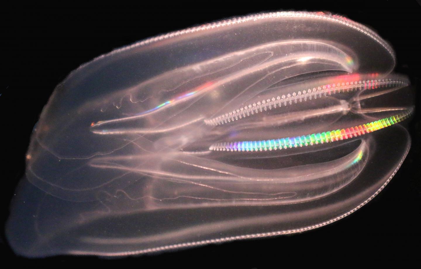 The comb jellyfish Mnemiopsis leidyi