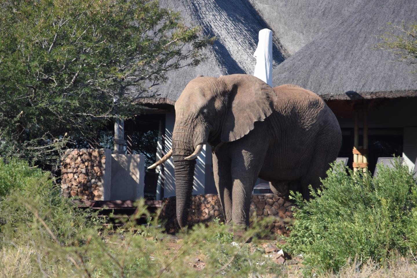 Elephant at lodge