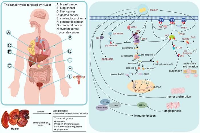 The overview of Huaier includes the cancer types treated, the main compounds, and the mechanisms of action