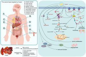 The overview of Huaier includes the cancer types treated, the main compounds, and the mechanisms of action