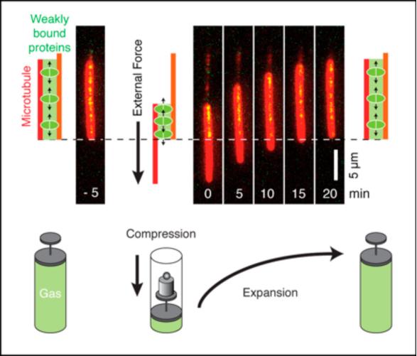 Biomolecular Force Generation Based on the Principle of a Gas Spring