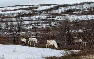 Arctic reindeer