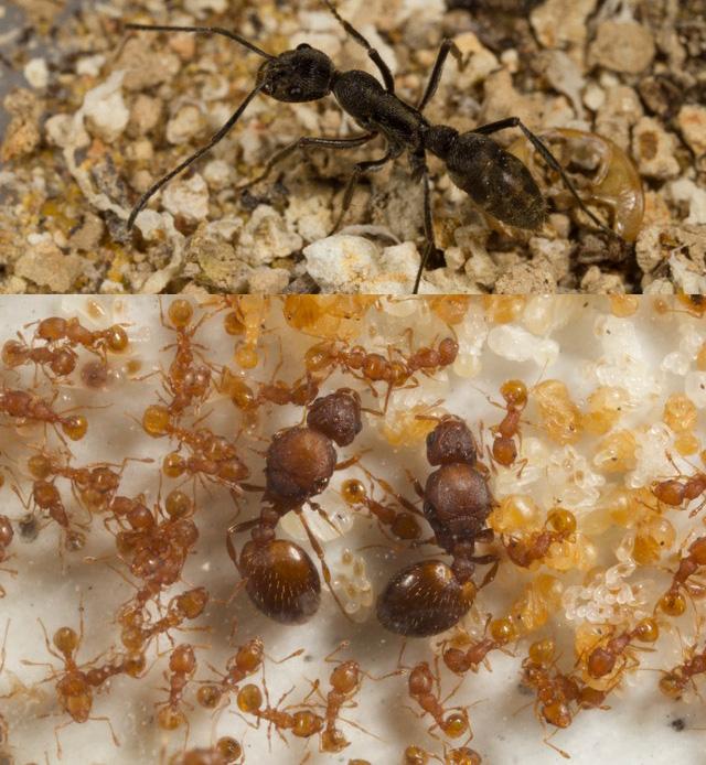 Photo of <em>Diacamma</em> and <em>Wasmannia</em> Ants