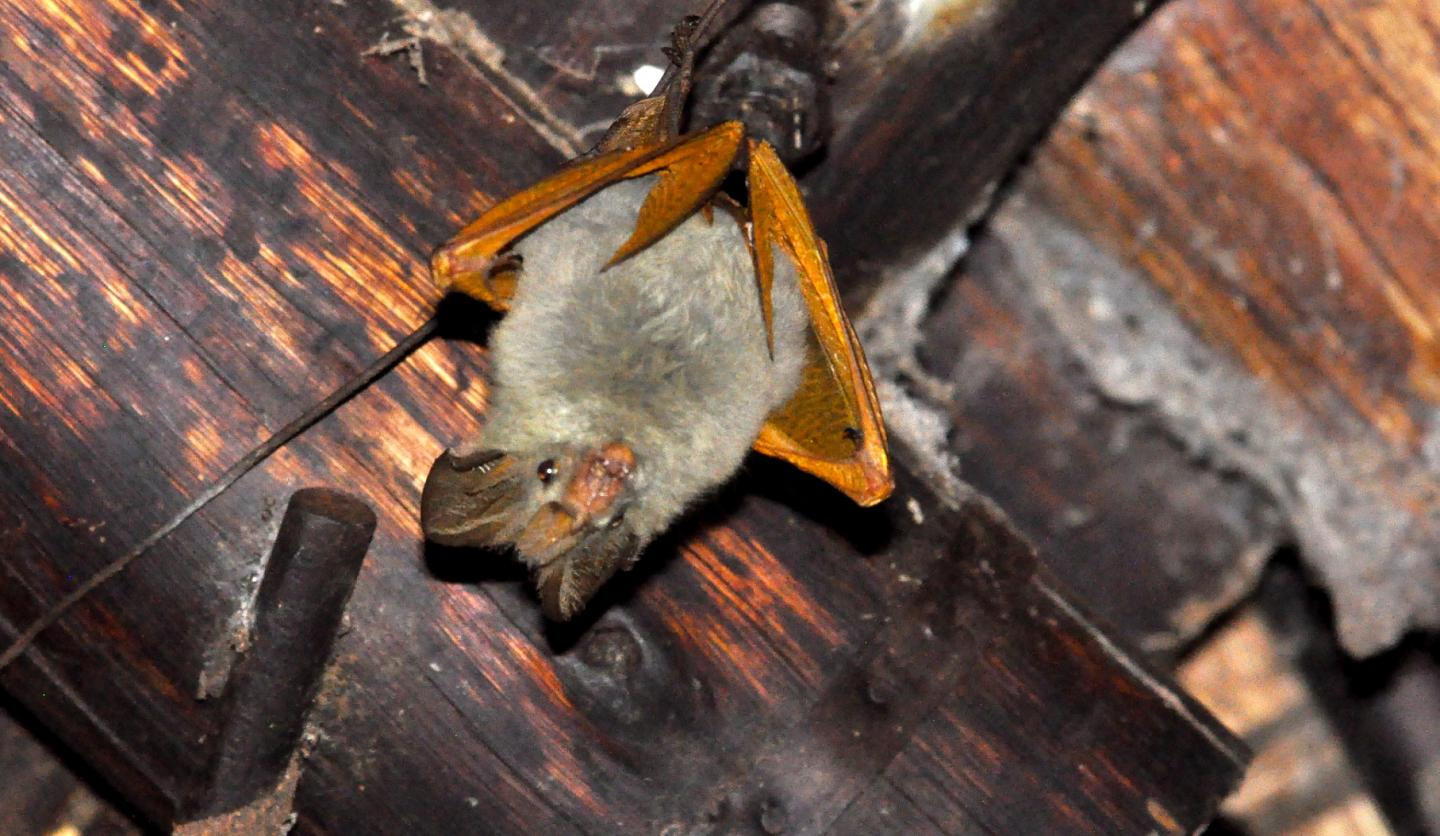 Slit-Faced Bat