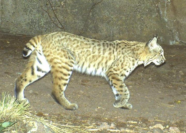 Bobcat