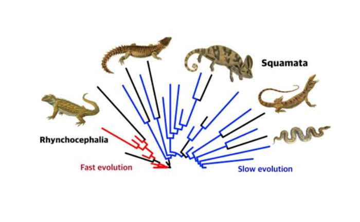 Rapidly evolving species more likely to go ex | EurekAlert!