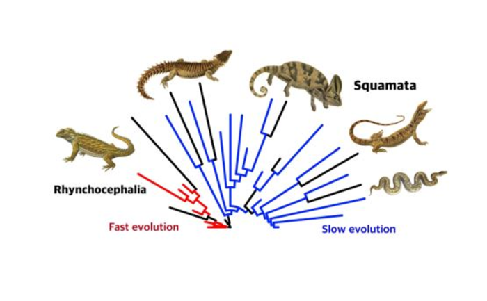 snake evolution tree