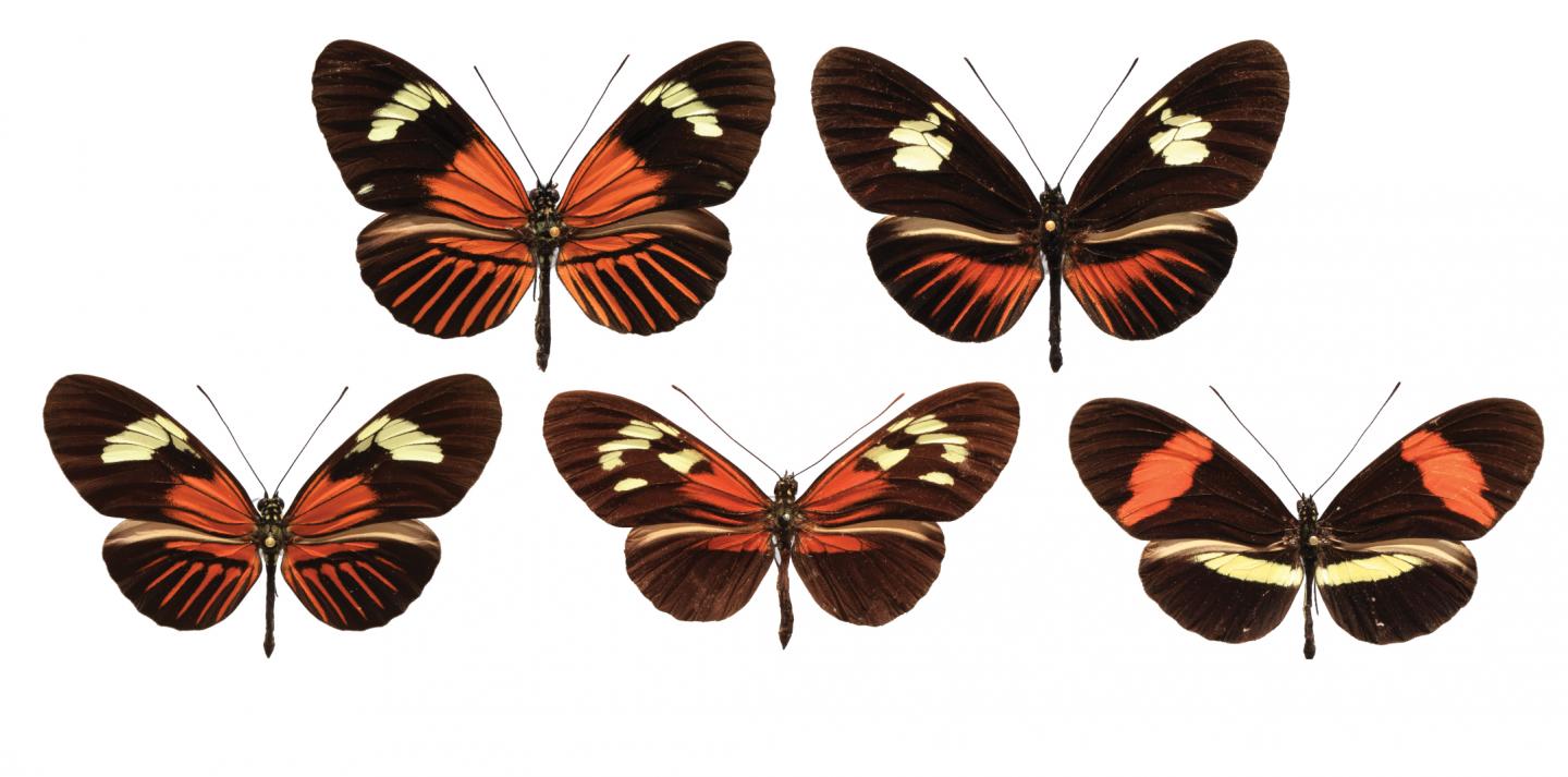 A Range of Wing Pattern Combinations in Various <em>Heliconius</em> Species