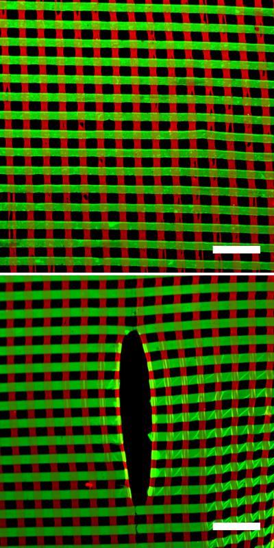 Example Architecture of a Protein Nanofabric