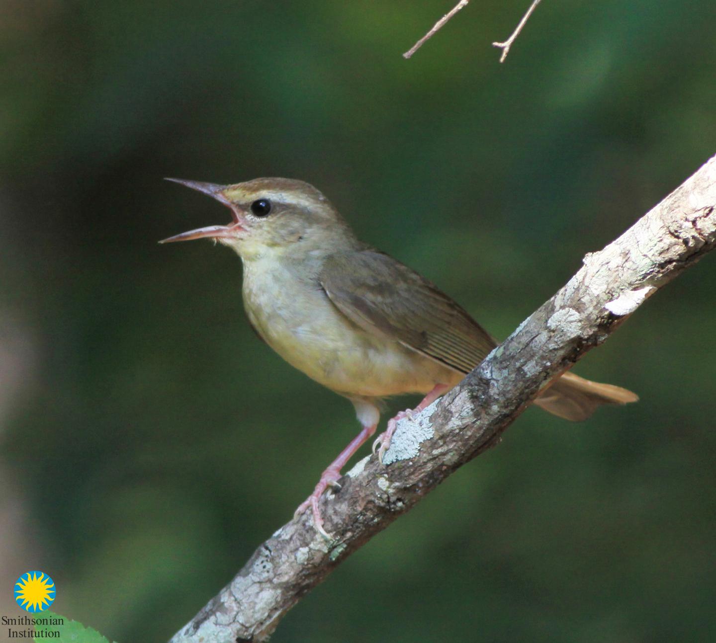 Swainson's Warbler