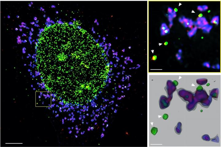 Drugs Targeting STING Prevent Inflammation 