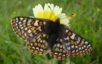 Endangered Bay Checkerspot Butterfly on a Flower in a Serpentine Grassland