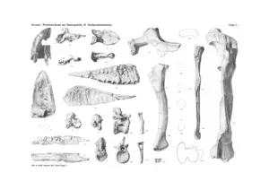 Stromer's original drawings of the skeletal remains of Tameryraptor markgrafi