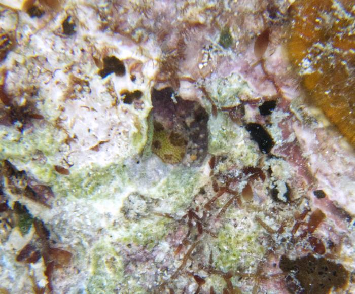 Two-month-old coral seen using macrophotogrammetry