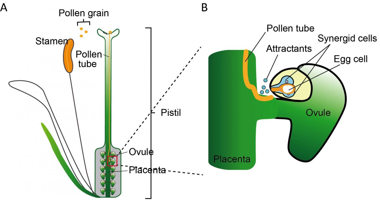 fertilization in plants diagram