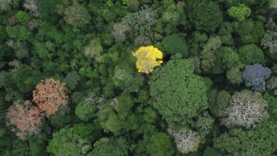 A High-Resolution Image of the Tropical Rain Forest Canopy on Barro Colorado Island, Panama