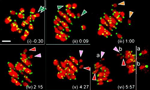 Live Snapshots of Bivalent Hyperstretching and Separation