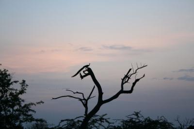 A Male Peacock Roosting at the Top of a Tree in India at Dusk.