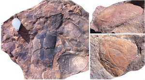 Large fragments of nektonic arthropods