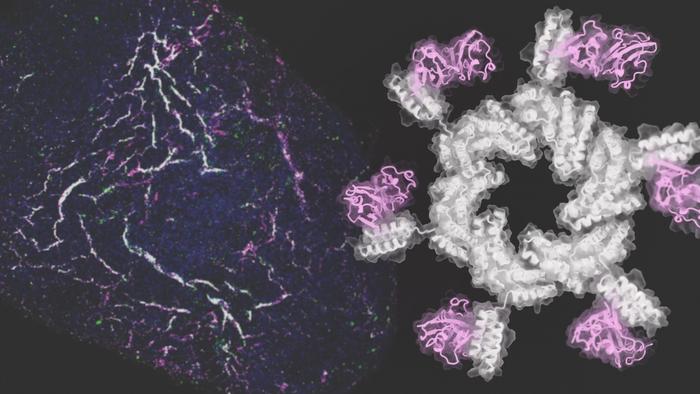 Wheel-shaped protein that causes stem cells to develop into new blood vessels