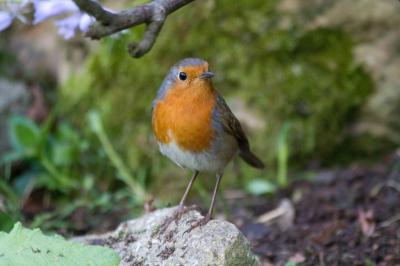 European Robin