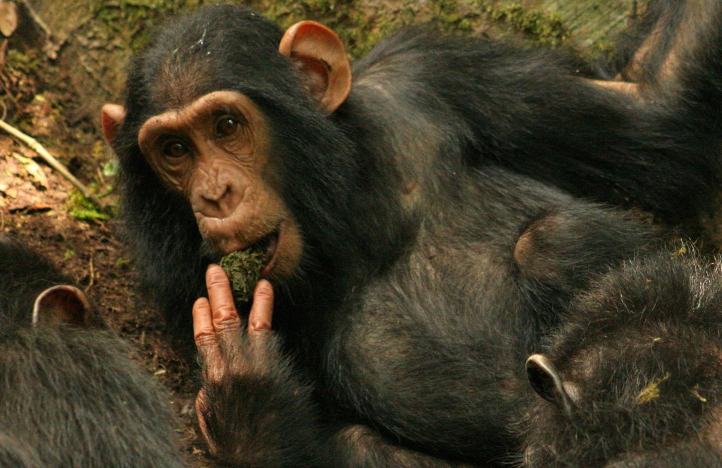 KB of the Sonso Chimpanzee Community