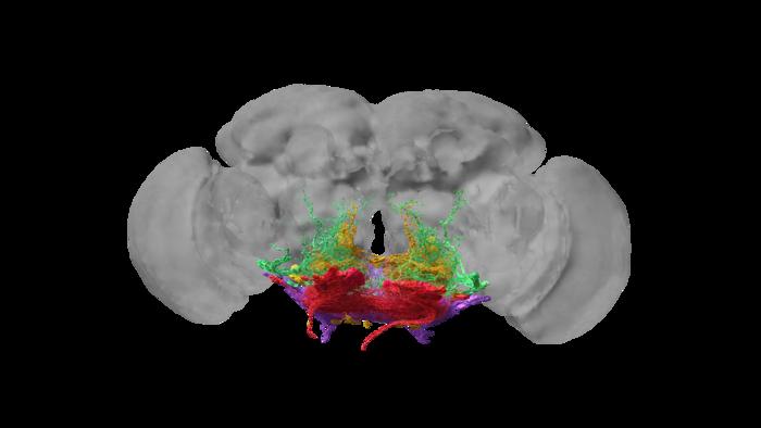 3D rendering of motor neurons of the fruit fly brain