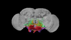 3D rendering of motor neurons of the fruit fly brain