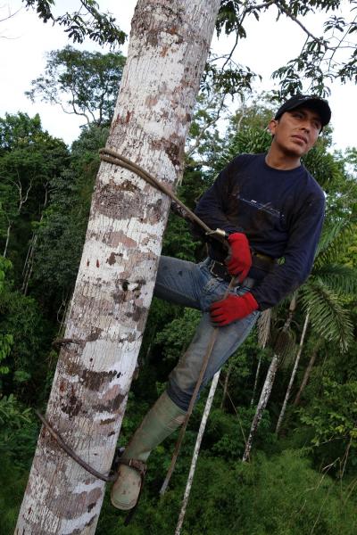 Amazon Tree Climbing (1 of 2)