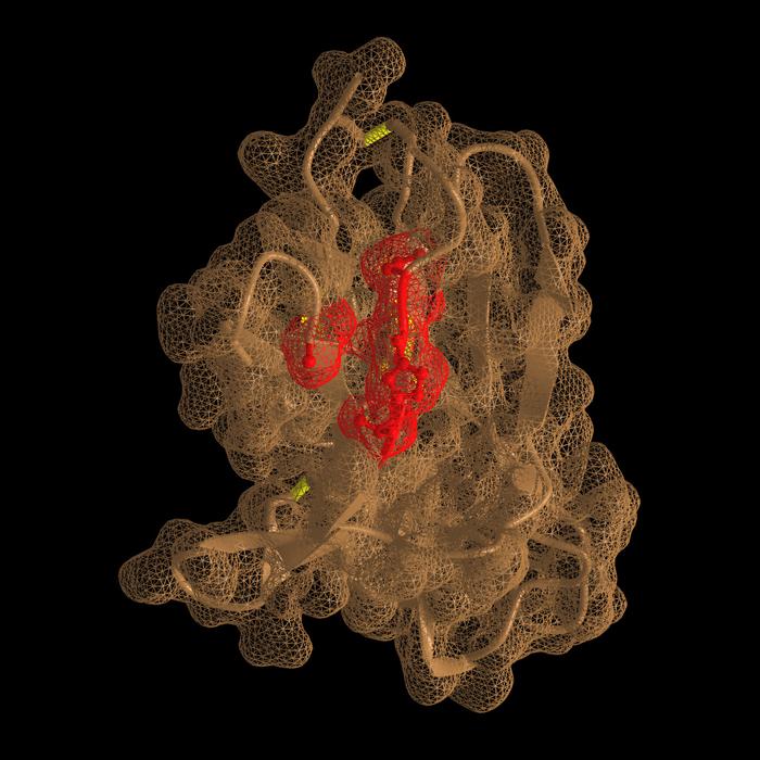 BTLA and antibody