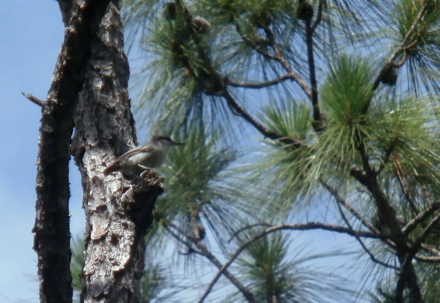 The Elusive Bahama Nuthatch