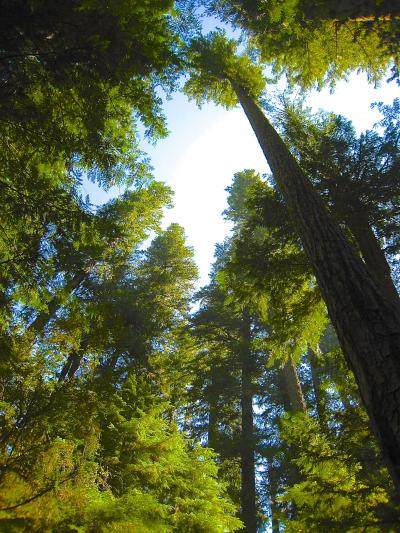 H.J. Andrews Experimental Forest, Oregon, USA (1 of 3)