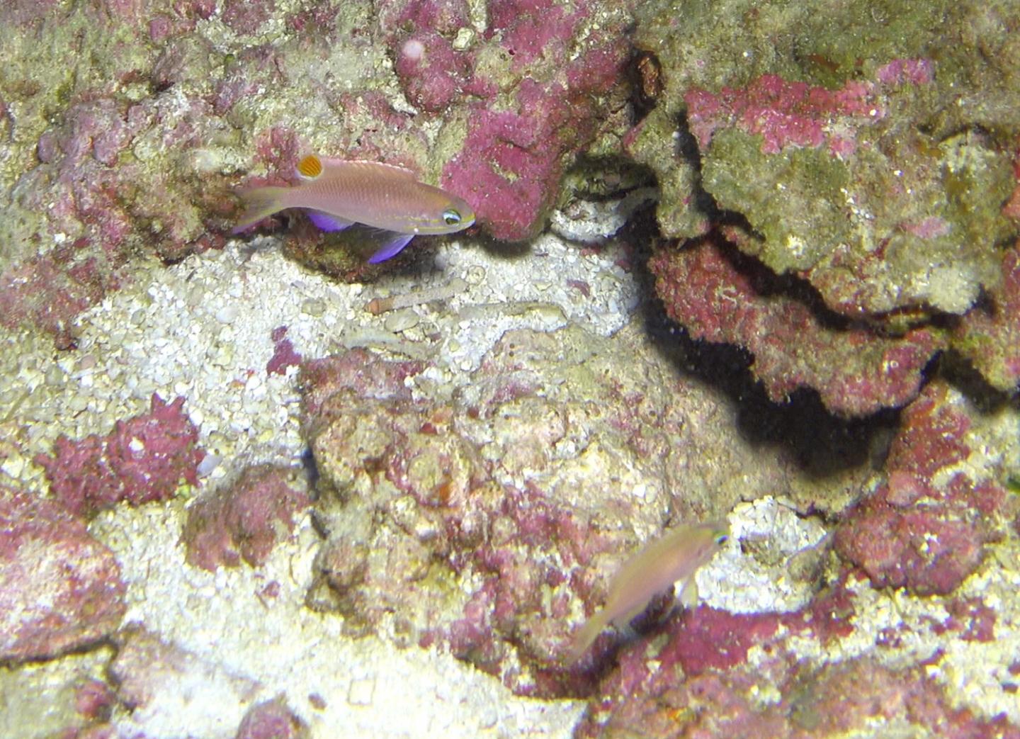 A Male Fish Alongside Presumed Female