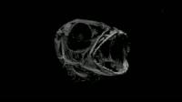 X-Ray Imagery from Cobia Larvae and Ocean Acidification Study