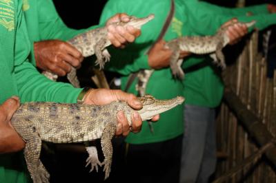Siamese Crocodiles Released