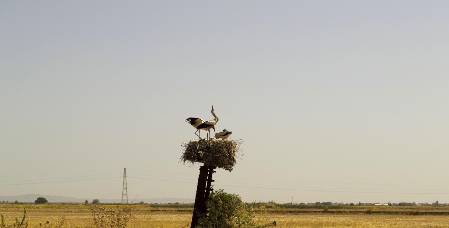 Lunch on Landfills: Stork Stopovers May Suppress Migration (2 of 8)